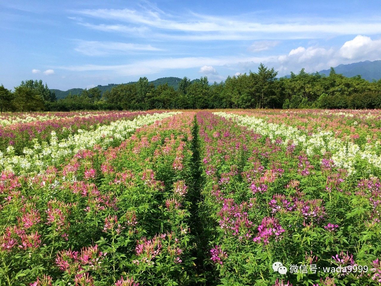 日照充足,小编近日发现,东安县大庙口镇 南溪花海的千屈菜,醉蝶花