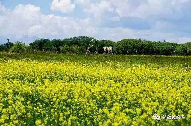 新疆常住人口多少个民族_常住人口登记卡(3)