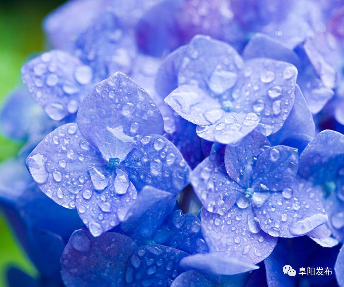 八仙花花洁白丰满,大而美丽,其花色能红能蓝,令人悦目怡神,是常见的