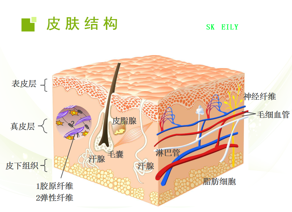 真皮-真皮基本结构:纤维,基质,细胞乳头层:接近于表皮之