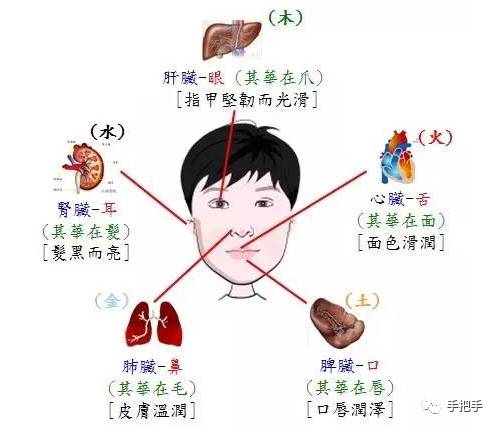 【美业课堂】五官的功能与脏腑之间的关系 | 手把手