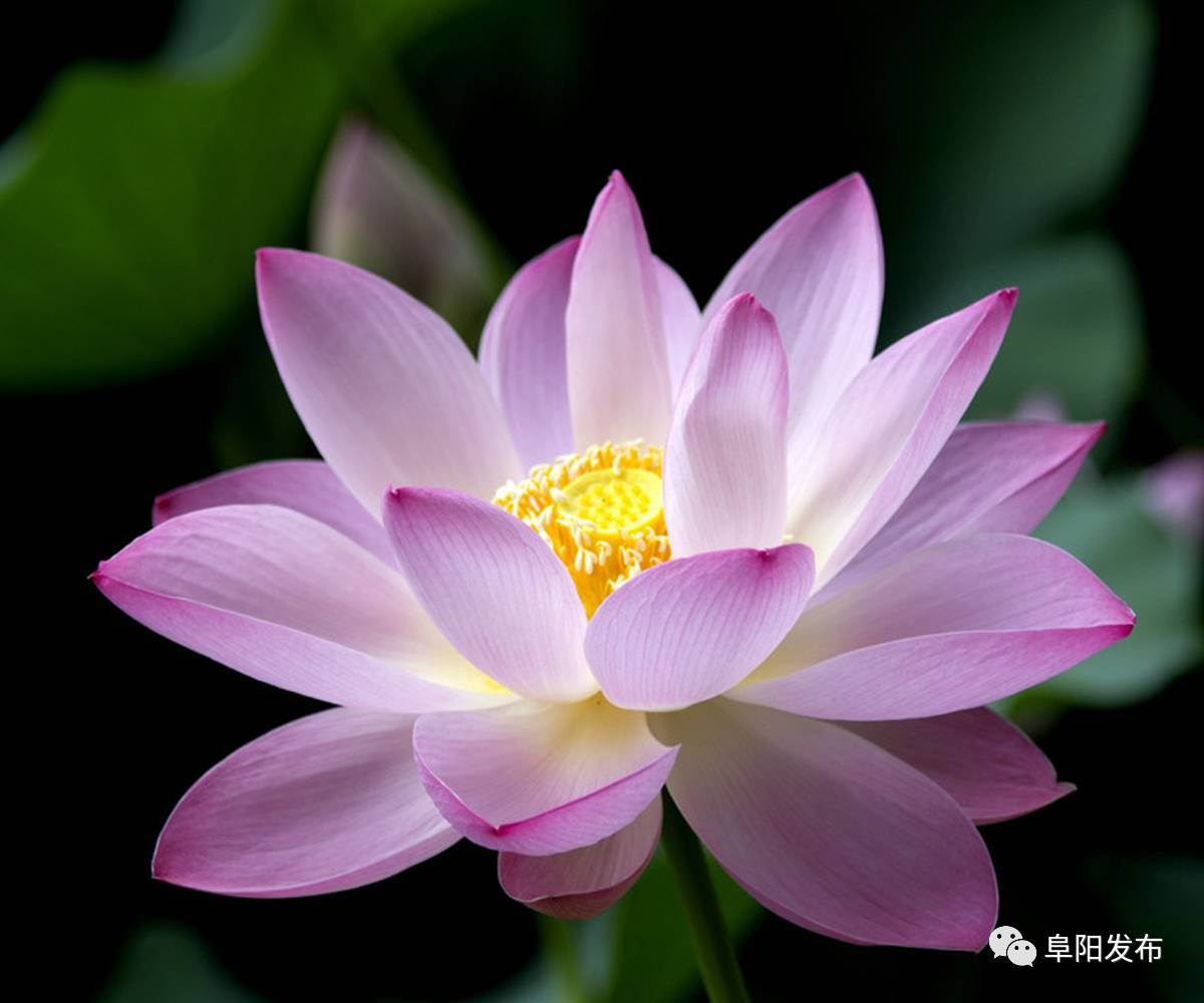 荷花是中国十大名花之一,也是印度的国花,荷花是圣洁的代表,更是佛教