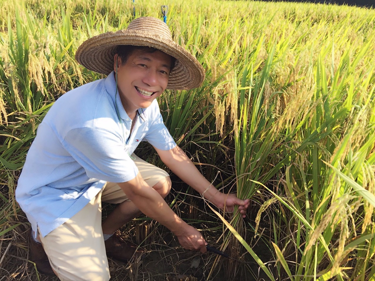 戴着草帽,拿上镰刀!到田里去,帮农民收割稻谷.