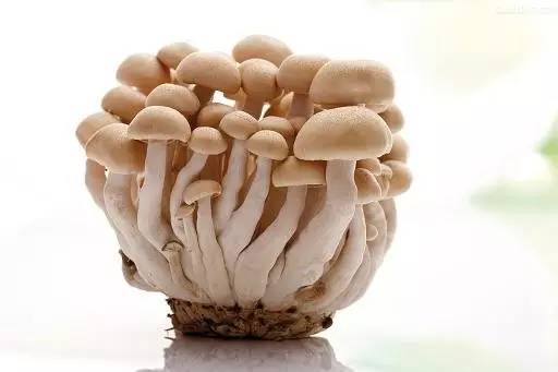 二,常见蘑菇的营养价值