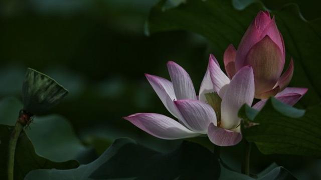 花妖眼里的深圳洪湖荷塘月色