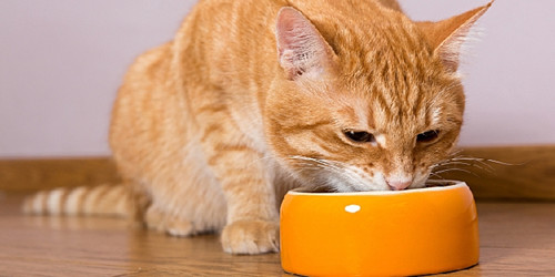 猫咪不吃东西但很活泼,小猫很活泼但不吃东西