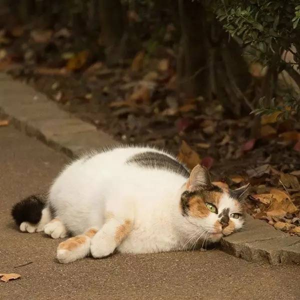 在日本,100只猫有一百种不同的性格,不信你看... 