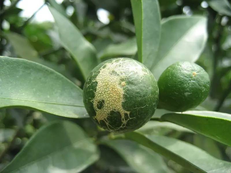 【干货】夏季柑橘(砂糖桔)蒙山十大主要害虫排行榜,竟然是它排第一!