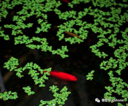 诗词中唯美的水生植物蒹葭菖蒲和浮萍你家花园也能种