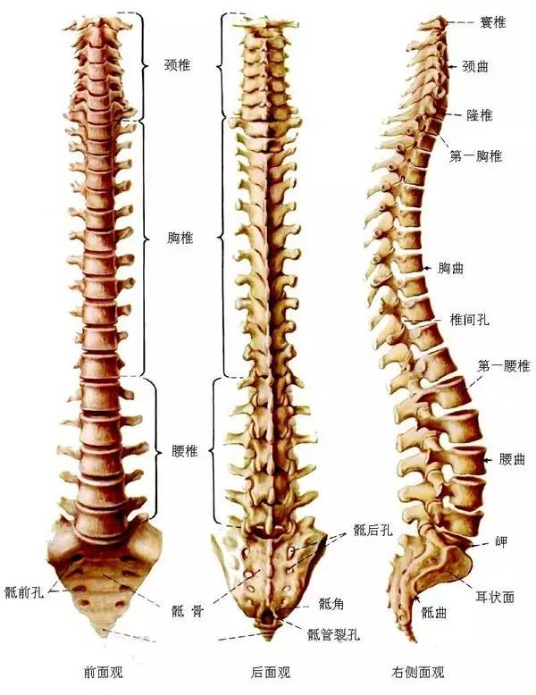 我们的 脊柱由颈椎,胸椎,腰椎,尾骨和骶骨共同组成.