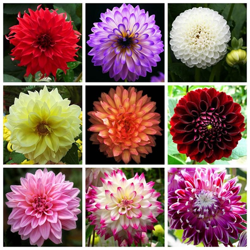 【花卉品种】大丽花, 世界上品种最多的花卉物种之一!