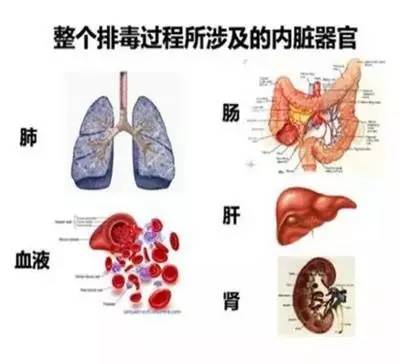 断食的原理_轻断食的好处   轻断食有助于减重   隔日断禁食法、周期性禁食(仅医生指导下)、