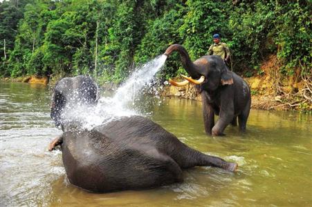 印尼亚齐省亚齐查亚一个野生动物保护区,一名驯象人给苏门答腊象洗澡