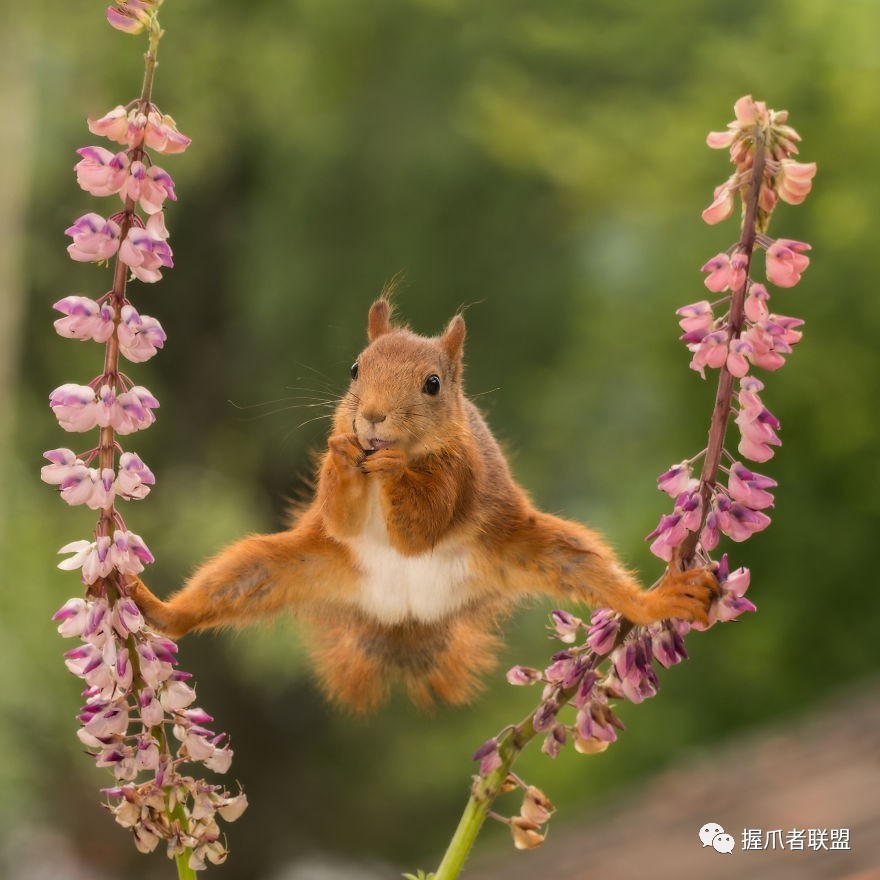 功夫松鼠,这个卖萌的路子比较野!