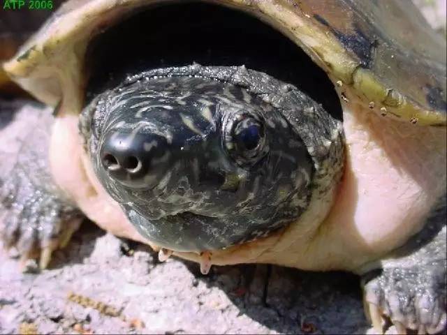 墨蛋龟