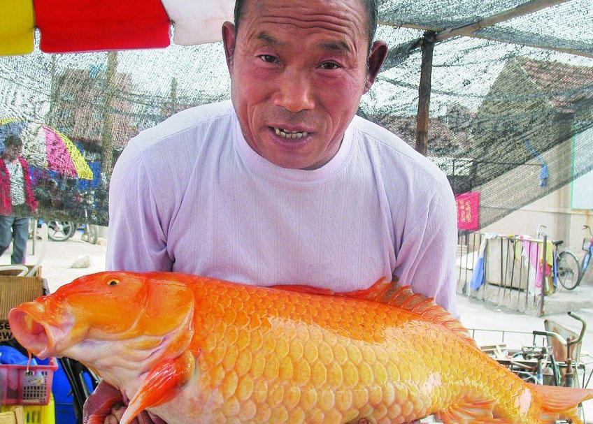 钓获一条10斤重的红鲤鱼,在中国它是好运气的象征