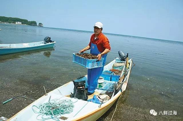 北海道罗臼马粪海胆从捕捞到拍卖全程直击连蔡澜都赞不绝口