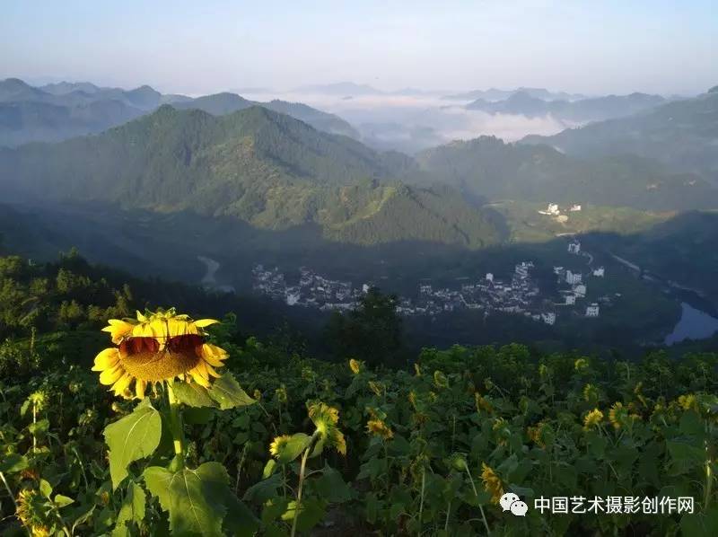 【独家】新景点安徽木梨硔村云海,歙县石潭向日葵花云海,雾绕下涯,新