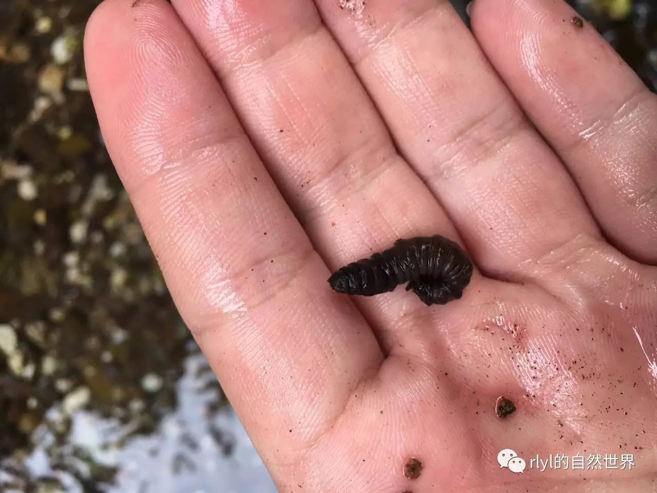 水边的阔叶木经常掉下枯叶,这些枯萎的叶片为溪蟹,大蚊幼虫及淡水钩虾