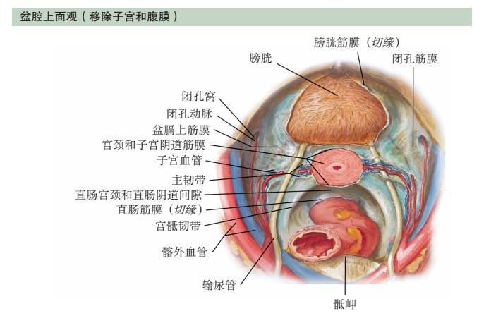 膀胱腹膜反折和直肠子宫腹膜反折通常被认为是子宫前后方的韧带.