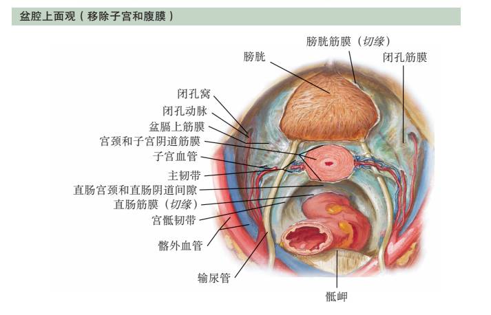 最全面实用的盆腔器官奈特解剖图集,值得收藏!