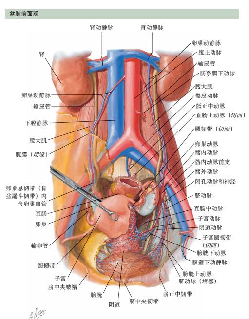 脏腹高清图