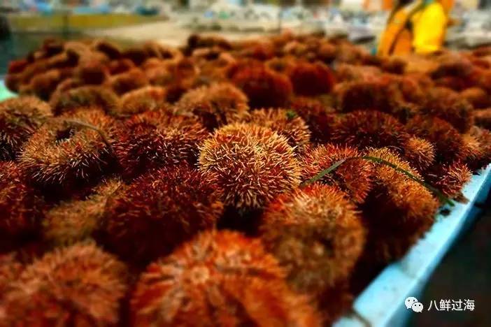 海胆的内部结构图 名称:英文名为seaurchin.日文名叫uni或云丹.