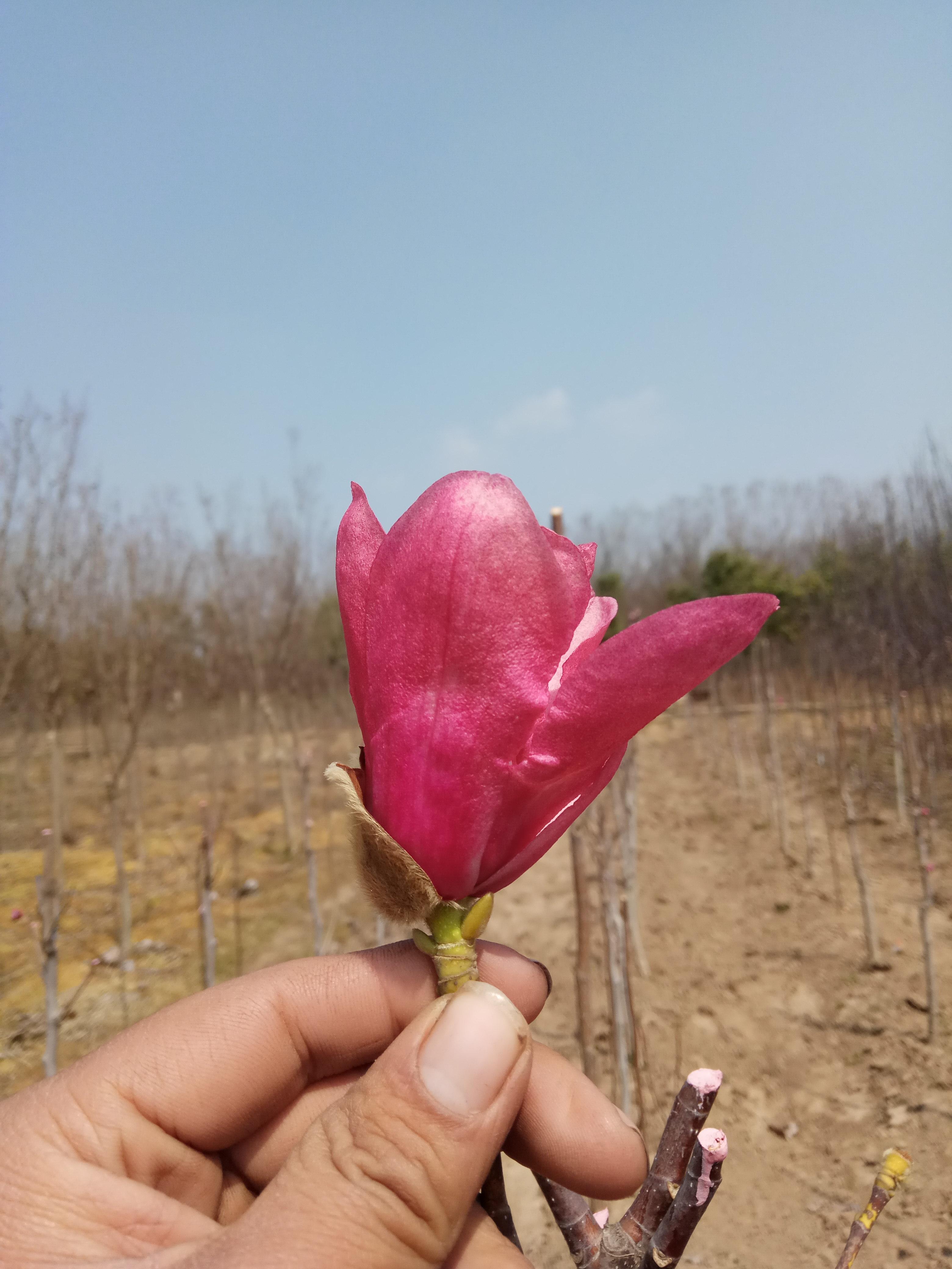 娇红一号玉兰图片视频江苏红花玉兰基地实拍