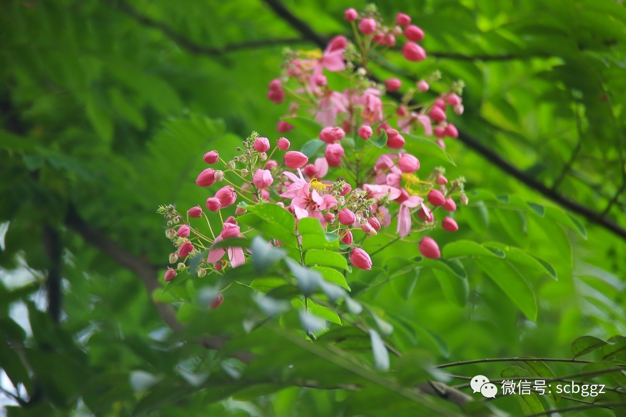 花开正茂的粉花决明