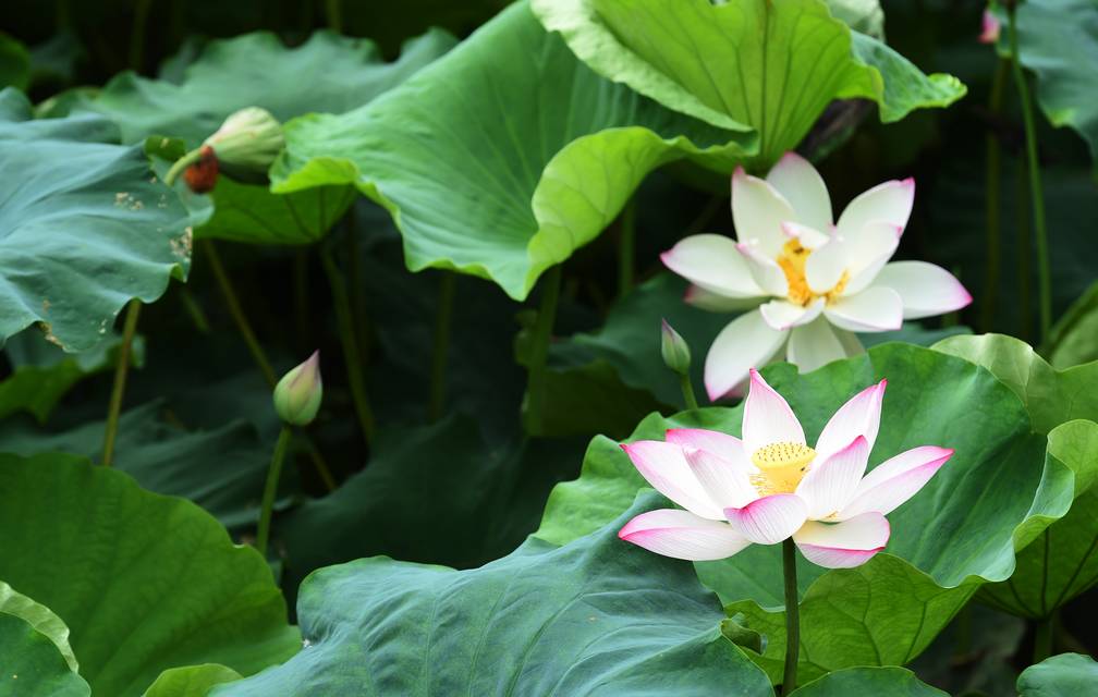 羞答答的荷花静悄悄地开 ,夏天的手在翻阅她的等待.