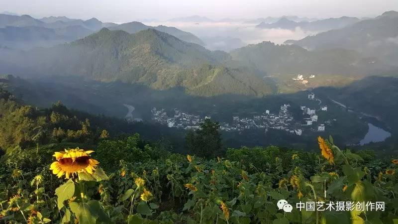 【独家】新景点安徽木梨硔村云海,歙县石潭向日葵花云海,雾绕下涯,新