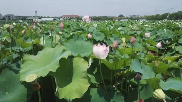 二胡江河水简谱曲谱