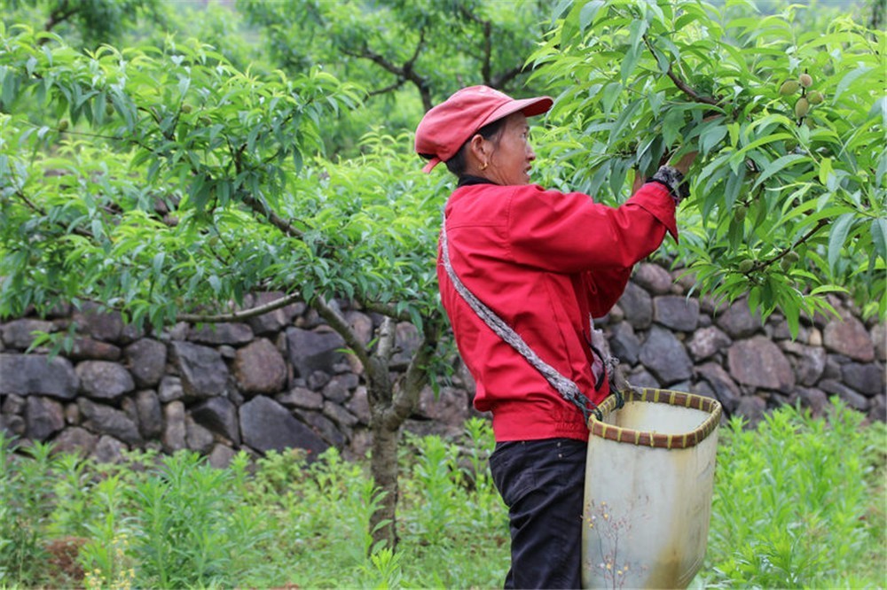 好物千岛湖三星上将水密桃山泉浇灌有机施肥0农残0重金属