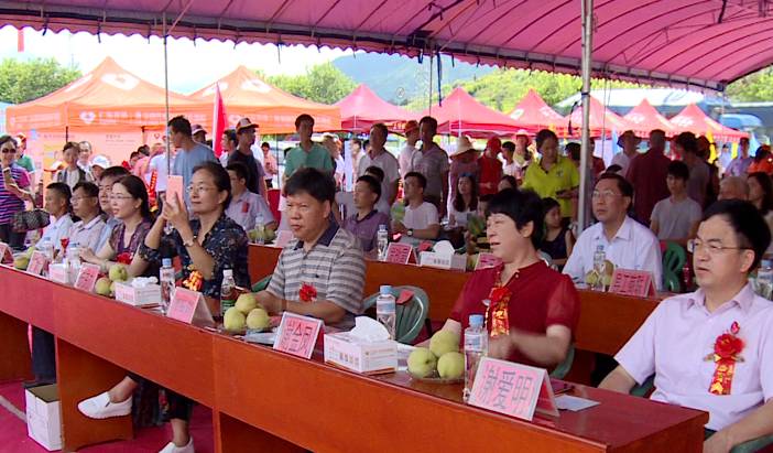 连平上坪鹰嘴蜜桃正式开园 首届"桃王"重达近500克(视频)