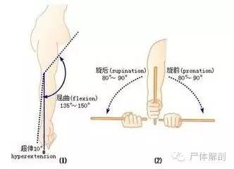 当肘屈至90度时,旋转前臂,可在肱骨外上髁下感到桡骨头旋动.