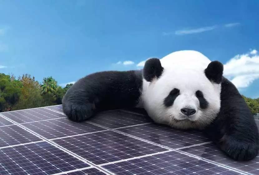 采用二代"熊猫"电池生产的熊猫双面发电panda bifacial 60片光伏组件