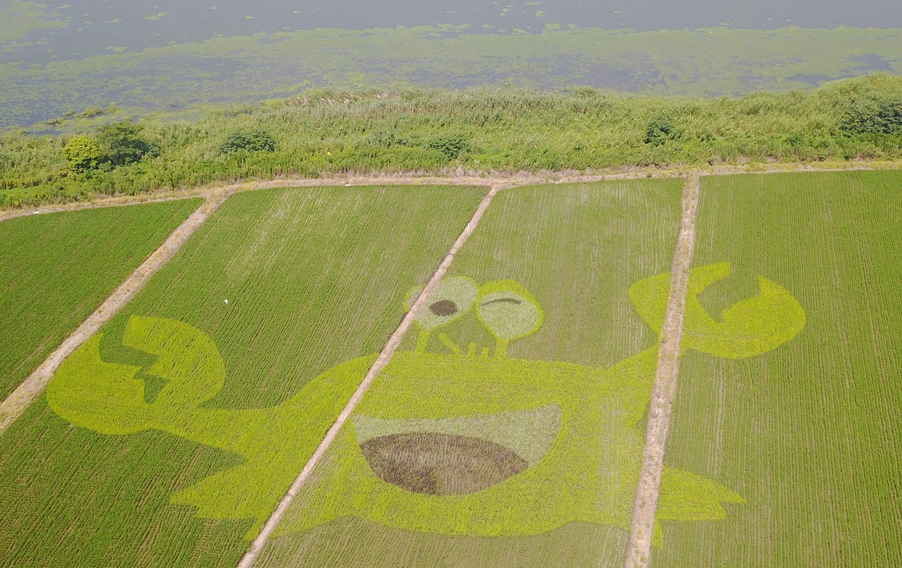 活动首日,来自苏州各地的家庭在莲花岛大地彩绘处,寻找藏在稻香深