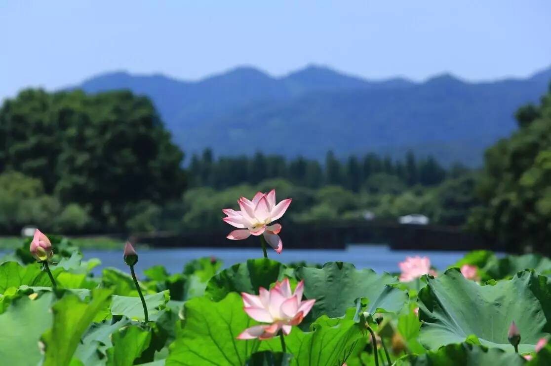 代表之一:荷花