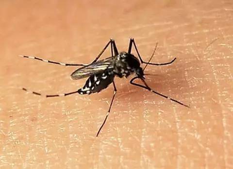 吸血高峰 一看就不是什么正经蚊子 感染登革热的症状 登革热潜伏期