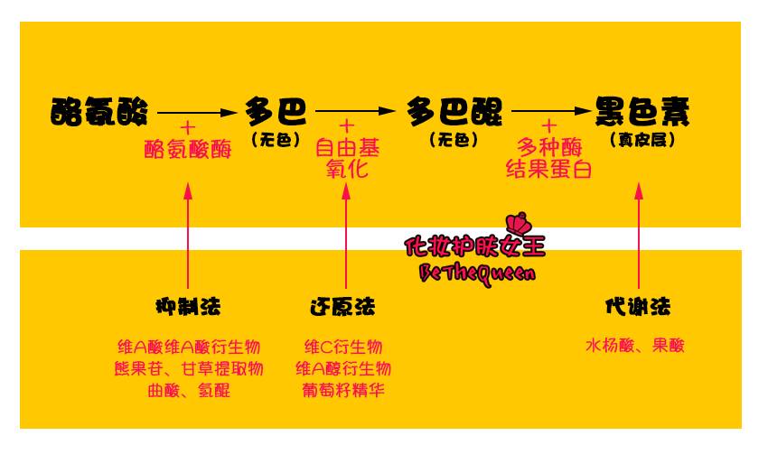 所以阻碍黑色素的形成除有以下三种方法:抑制法,还原法和代谢法.