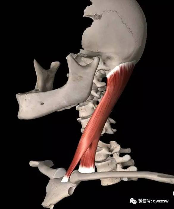 精进专题肌肉篇—胸锁乳突肌
