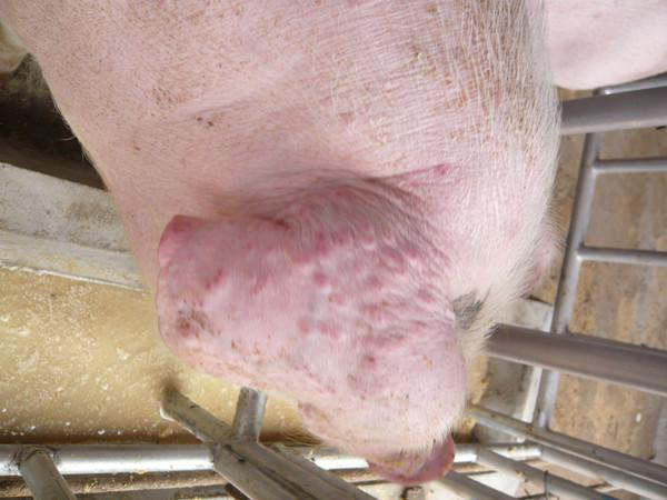 要做好猪的肠胃工作,控制好猪寄生虫的问题,症状较为严重的猪,要注射