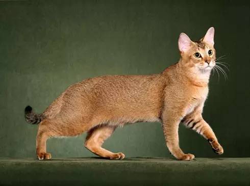 source: purrfect cat breed非洲狮子猫的祖先是丛林猫,ta们能身长能
