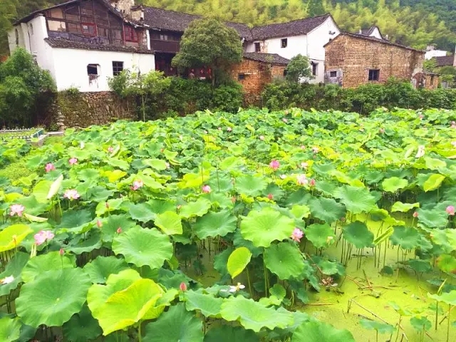 浦江县大畈乡湃桥村