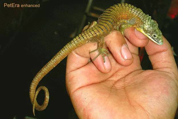 ago)绿树鳄蜥,学名abronia graminea,蛇蜥科,abronia属(树鳄蛇蜥属)