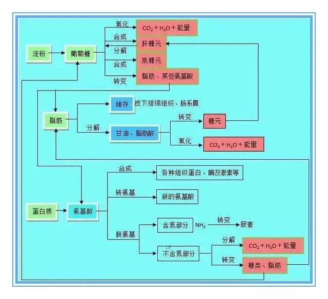 15,三大营养物质代谢