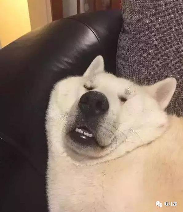 【哏儿都段子】——狗狗什么时候最搞笑,当然是睡觉的