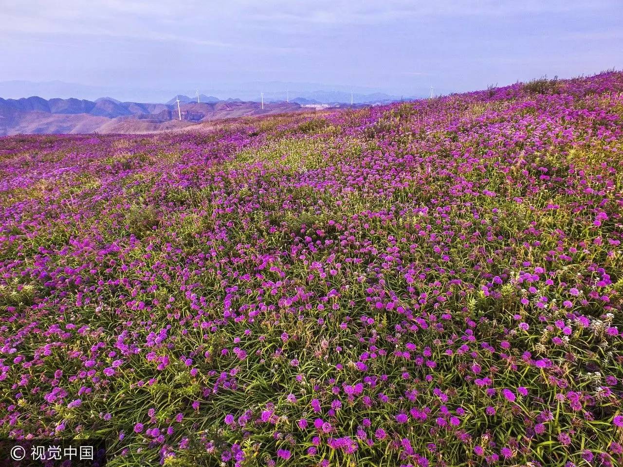 贵州毕节韭菜花海