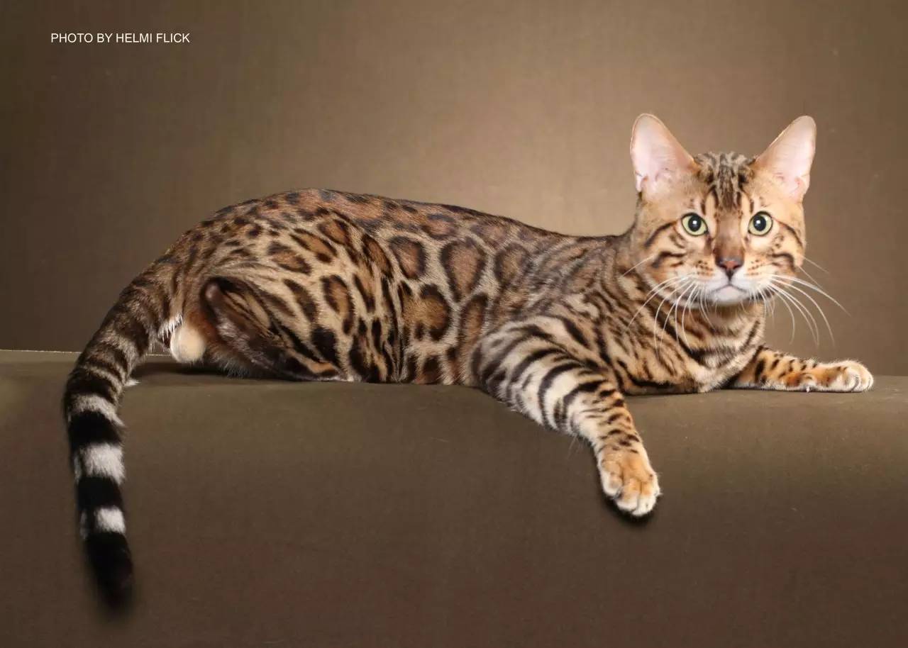 Bengal Cat for Sale Miami