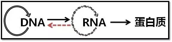 dna,rna 蛋白质,中心法则虐我千万遍